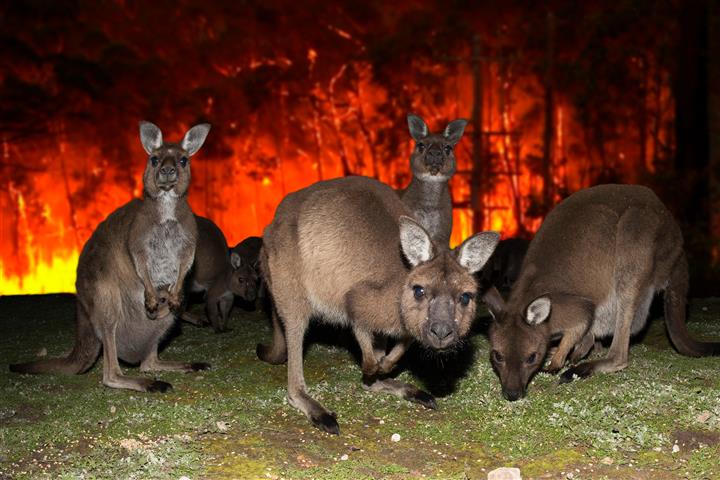 kangaroo bushfire