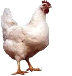 Chook 1