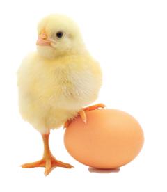 Chick