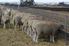Feed lot