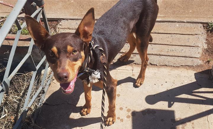 Brown kelpie male lost