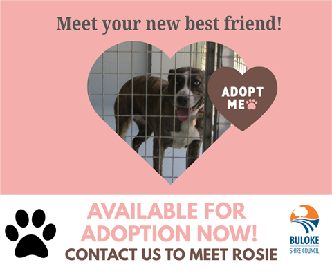Dog Adoption Rosie